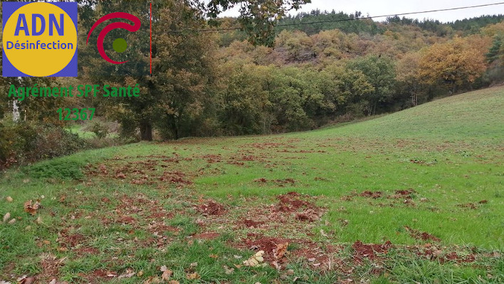 Lutte professionnelle contre les campagnols des champs dans les cultures et dans les terrains en Belgique par AlloMouss Désinfection