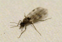 culicoides