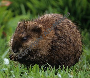 Invasion de Rats musqués en Belgique dans les berges