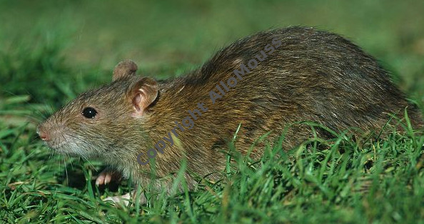 rat brun male exterieur