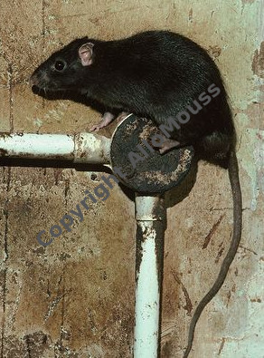 rat noir male maison