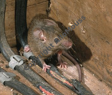 souris maison danger cables electriques  dératisation en Belgique