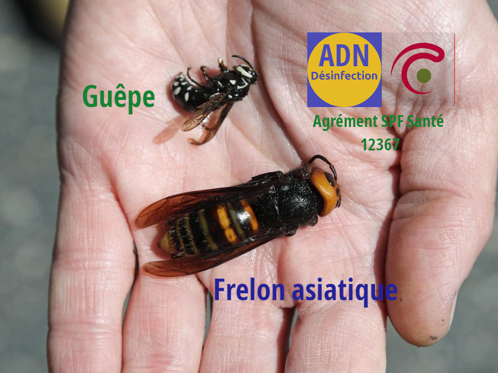 differences guepe frelon asiatique