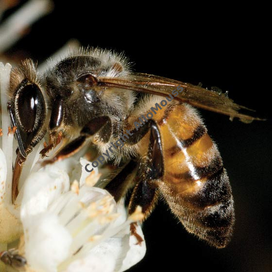 abeille qui butine allomouss desinfection