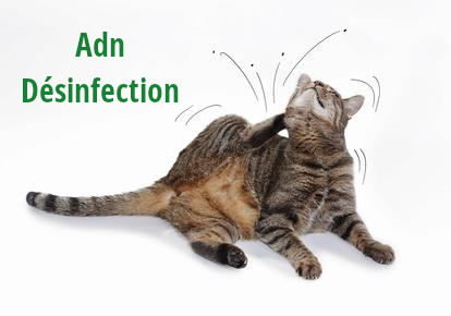 Traitement efficace contre les puces de chat en Belgique dans les maisons et appartements par AlloMouss Désinfection