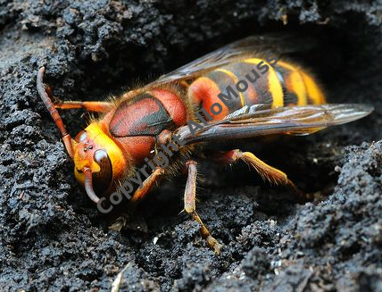 frelon qui hiberne au sol allomouss desinfection