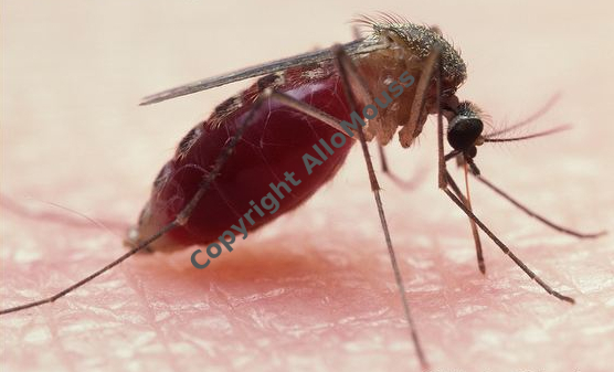 moustique qui pique une personne Allomouss desinfection