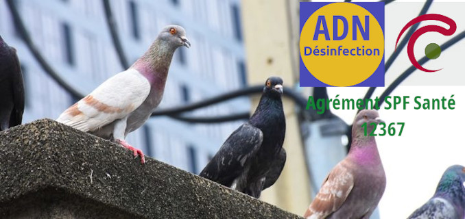 Grandes nuisances de pigeons dans les villes en Belgique, solutions AlloMouss Désinfection